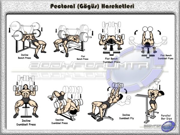 Göğüs