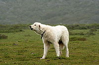 Akbaş çoban köpeği