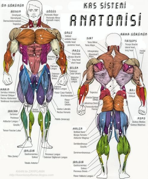 Kas anatomisi tablo