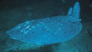 Torpedoray 300