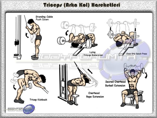 Triceps büyük