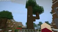 Tree Of Mystery