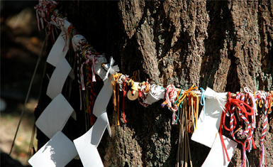 Árbol-con-shimenawa