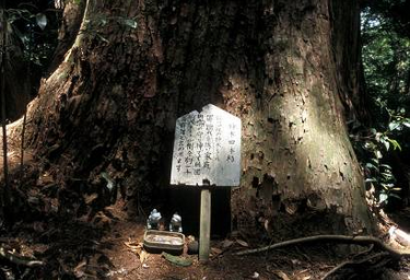 Kodama tree