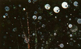 Kodama-3