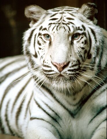 File:Whitetiger.jpg