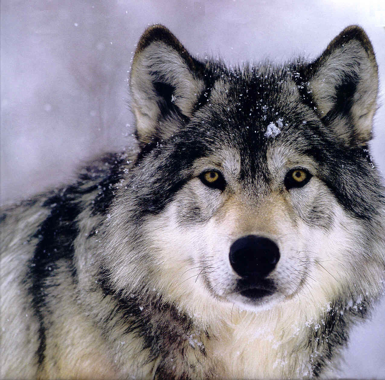 image grey wolf jpg youngonespack wiki fandom powered by wikia grey wolf size