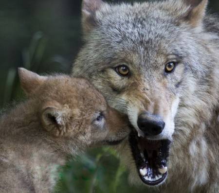 Image - Wolf-pup-mama-wolf-mouth-funny oPt.jpg | YoungOnesPack Wiki ...
