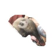 I LOVE FERRETS!!!!!!!!!!!