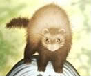 Th ferret-1