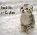 Catfunny.jp