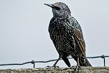 220px-Sturnusvulgaris starling spreeuw