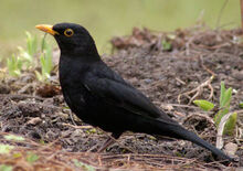 Amsel