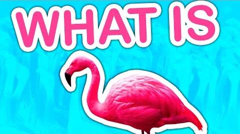 Flamingo Fan Page Usernames