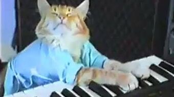 Keyboard Cat Wikitubia Fandom - roblox keyboard cat