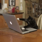 Katze tippt auf laptop
