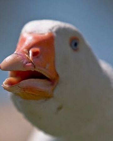 Dolan Dark Wikitubia Fandom