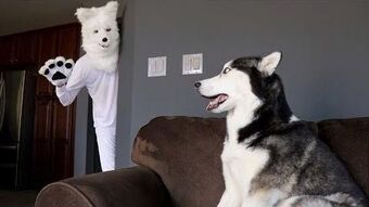 My Mountain Husky Wikitubia Fandom