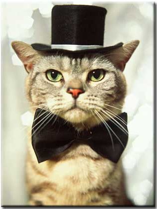 image cat with hat jpg ys flight sim wiki fandom powered by wikia