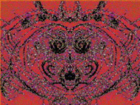 FACE