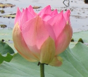 Lotus-flower