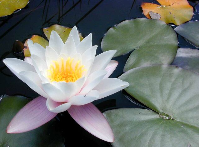 파일:Waterlily.jpg