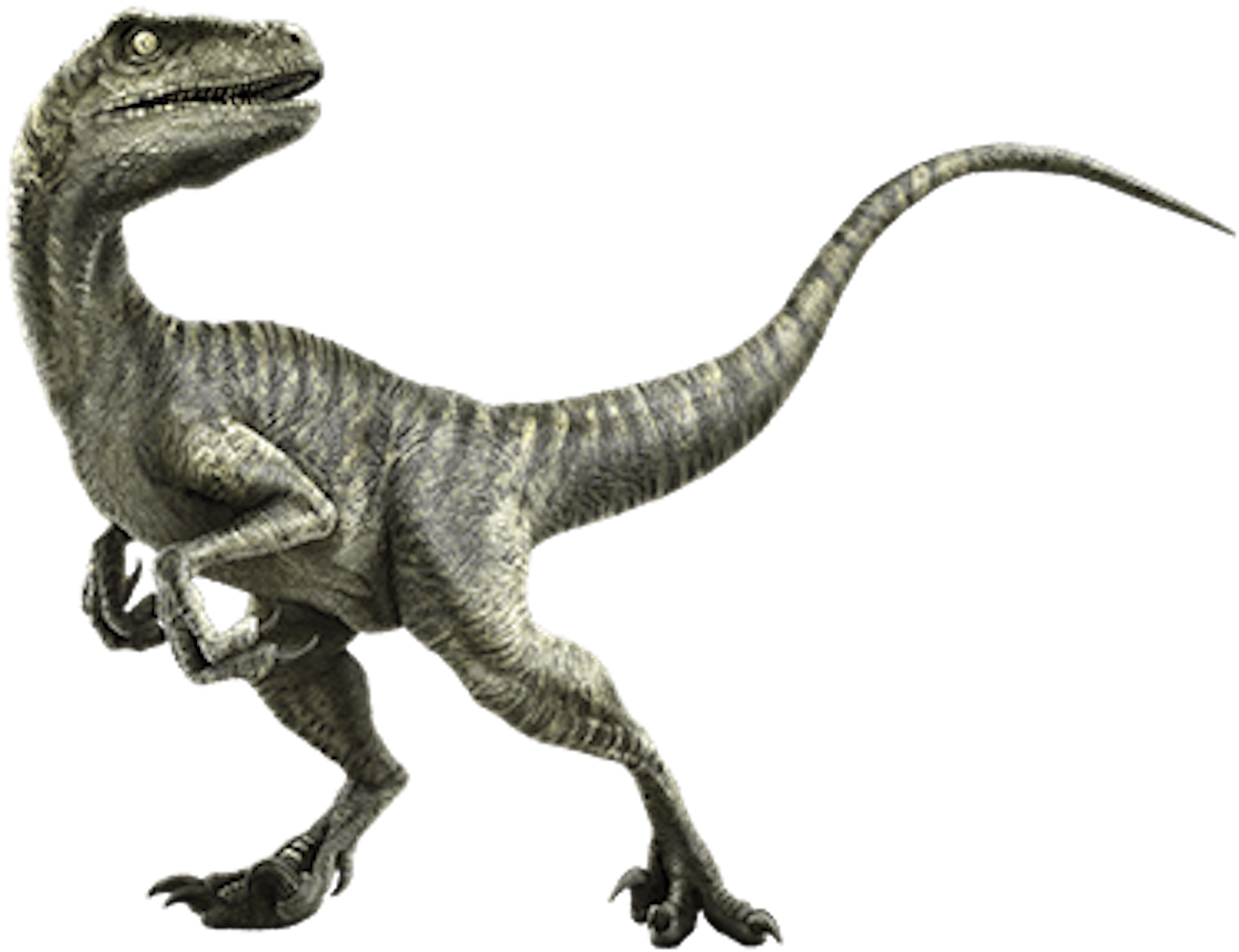 Charlie Velociraptor Yunas Princess Adventure Wikia Fandom Powered By Wikia 