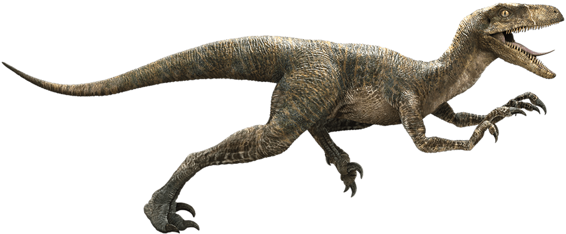 echo the velociraptor
