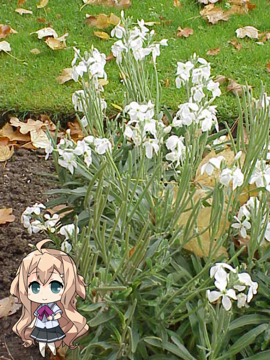 User Blog Andigtz Hanakotoba 花言葉 Yuki Yuna Is A Hero Wiki Fandom