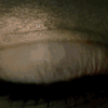 Tumblr nbtu28W9kw1scztezo4 400 zpsg81xfbrj