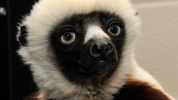 Category:Lemurs | The Zoboomafoo Wiki | FANDOM powered by Wikia