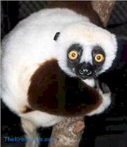 Lemur1