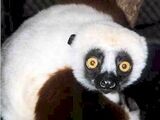 Category:Lemurs | The Zoboomafoo Wiki | FANDOM powered by Wikia