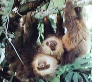 Sloth
