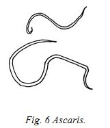 CFAD fig6 ascaris