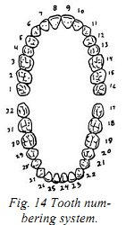 image cfad fig14 tooth numbering system jpg zapper wiki fandom tooth numbering system