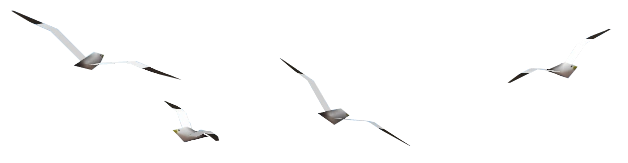 Imagen - Gaviota MM.png  The Legend of Zelda Wiki 