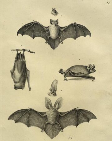 Chauve Souris Wiki Zemlji Fandom