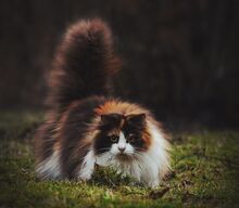 Норвежский-лесной-кот-это-не-только-ценный-мех