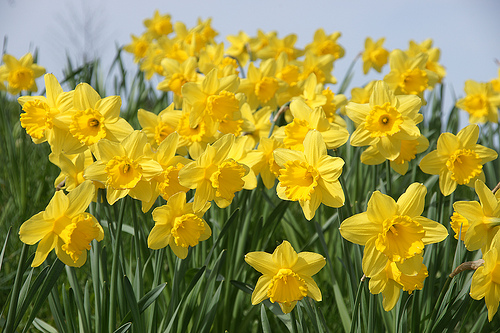 Narcissus