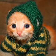 Epickitty