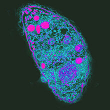 Behavior Altering Parasite