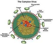 Virus