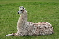 Llama1