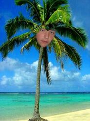 Imatree