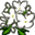 Sampaguita