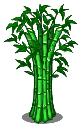 Bamboo