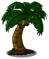 Coconut Tree