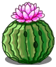 Small Cactus