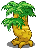 Palm Tree